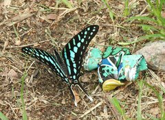 Graphium policenes