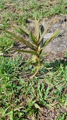 Asclepias mellodora