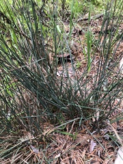Juncus patens