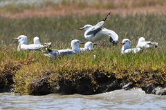 Chroicocephalus cirrocephalus poiocephalus