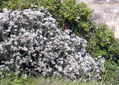 Plecostachys serpyllifolia