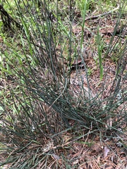 Juncus patens