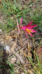 Zephyranthes bifida