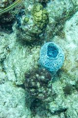 Porites astreoides