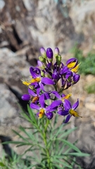 Solanum angustifidum