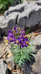 Solanum angustifidum