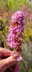 Erica daphniflora