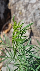 Solanum angustifidum