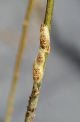 Euhexomyza simplicoides