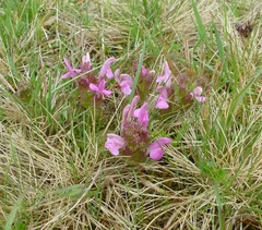 Pedicularis sylvatica