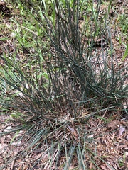 Juncus patens