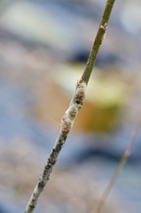 Euhexomyza simplicoides