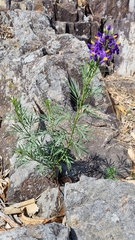 Solanum angustifidum