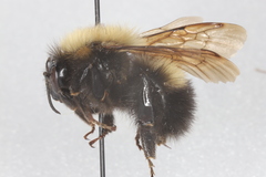 Bombus perplexus