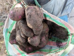 Dioscorea esculenta spinosa