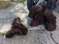 Dioscorea esculenta spinosa