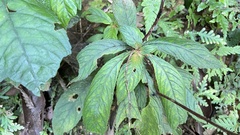 Rhynchotechum discolor