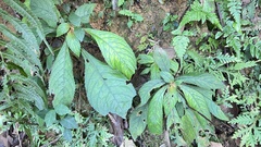 Rhynchotechum discolor