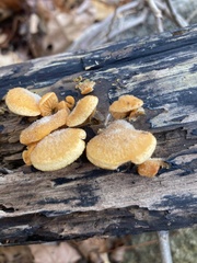 Phyllotopsis nidulans