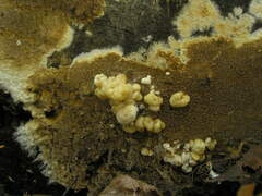 Nodulisporium cecidiogenes