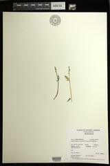 Botrychium michiganense