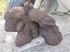 Dioscorea esculenta spinosa