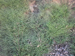 Trigonotis peduncularis