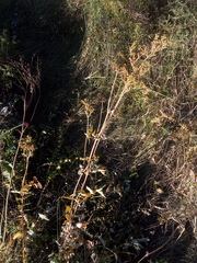 Filipendula stepposa