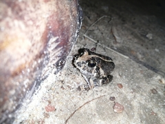 Sphaerotheca pluvialis