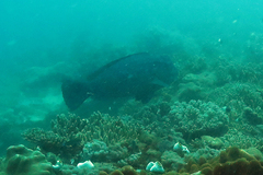 Bumphead parrotfish