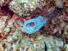 Callyspongia plicifera