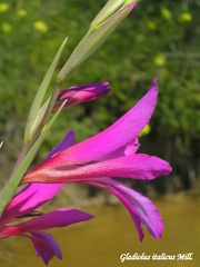 Gladiolus italicus