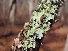 Parmotrema perforatum