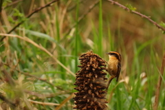 Aphrastura spinicauda fulva