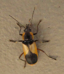 Chauliognathus cardiaspis