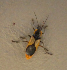 Chauliognathus cardiaspis