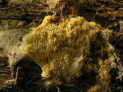 Hydnomerulius pinastri