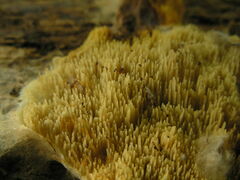 Hydnomerulius pinastri