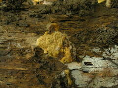 Hydnomerulius pinastri