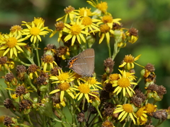 Satyrium w-album