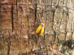 Chauliognathus flavipes