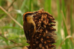 Aphrastura spinicauda fulva