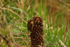 Aphrastura spinicauda fulva