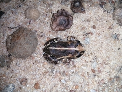 Sphaerotheca pluvialis