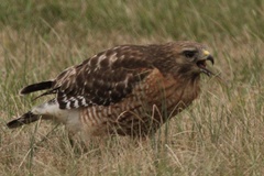 Buteo lineatus lineatus
