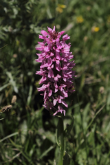 Dactylorhiza umbrosa