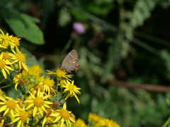 Satyrium w-album