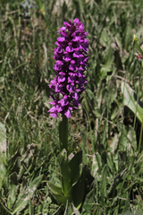 Dactylorhiza umbrosa