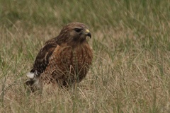 Buteo lineatus lineatus