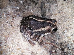 Sphaerotheca pluvialis